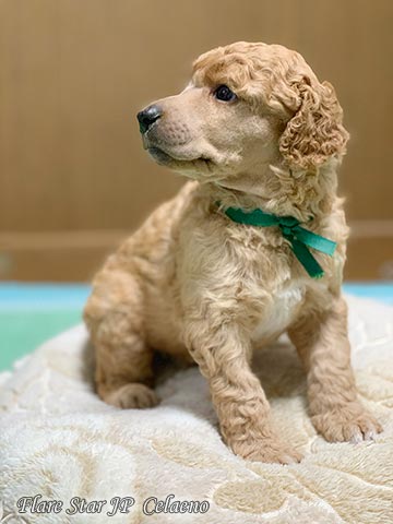 �X�^���v�[�u���[�_�[